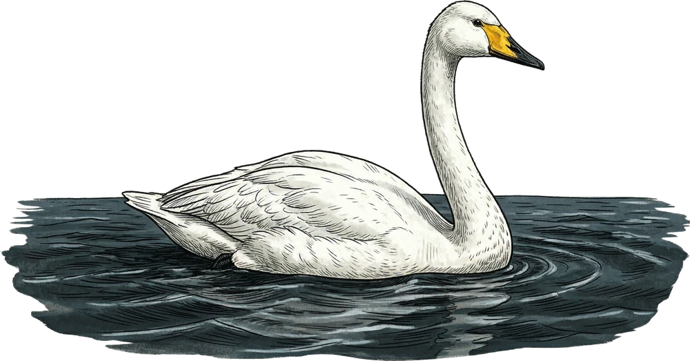 Whooper Swan