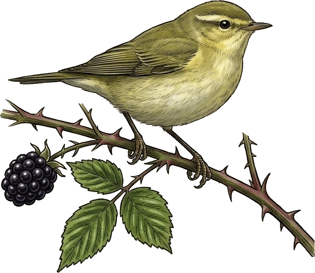 Willow Warbler