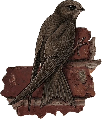 Common Swift