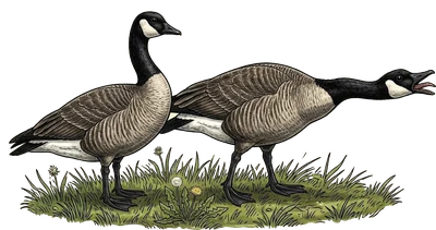 Canada Goose