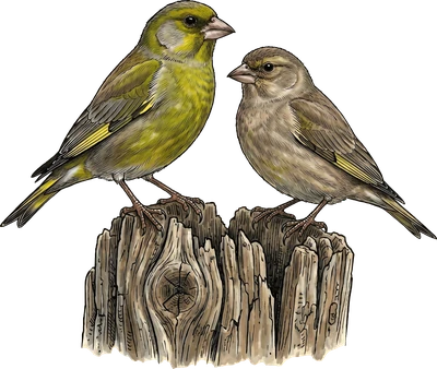 European Greenfinch
