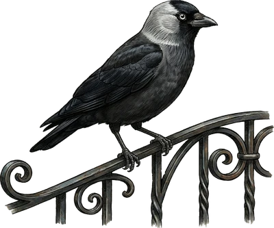Eurasian Jackdaw