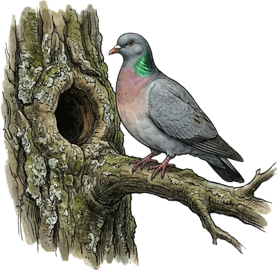 Stock Dove
