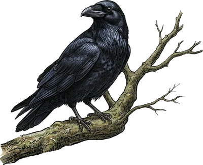 Common Raven