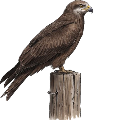 Black Kite