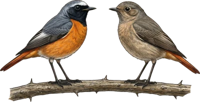Common Redstart