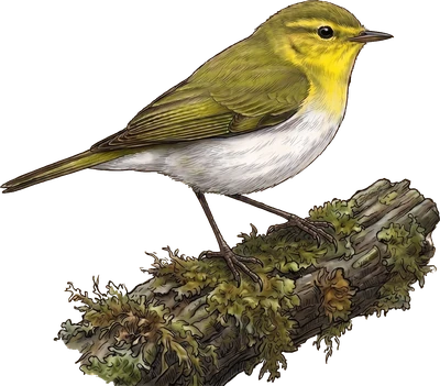 Wood Warbler