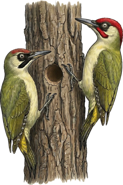 European Green Woodpecker