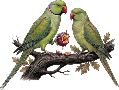 Rose-ringed Parakeet