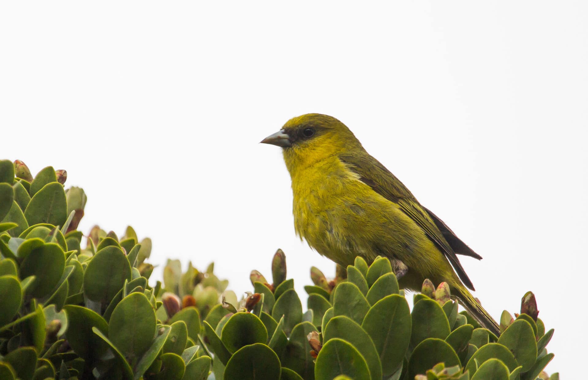图为考岛管舌雀，夏威夷本地的数种旋蜜雀之一。摄影：罗比·科利（C. Robby Kohley）