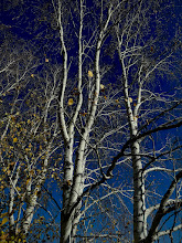 IMG_6941