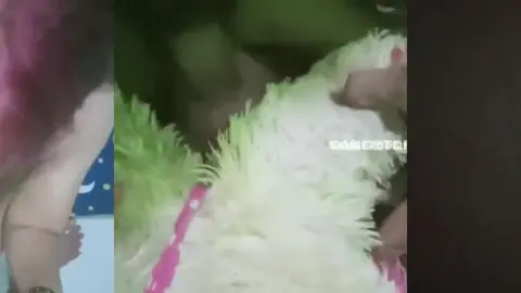 300 Cute And Catchy Purple Fish Names With Name Generator