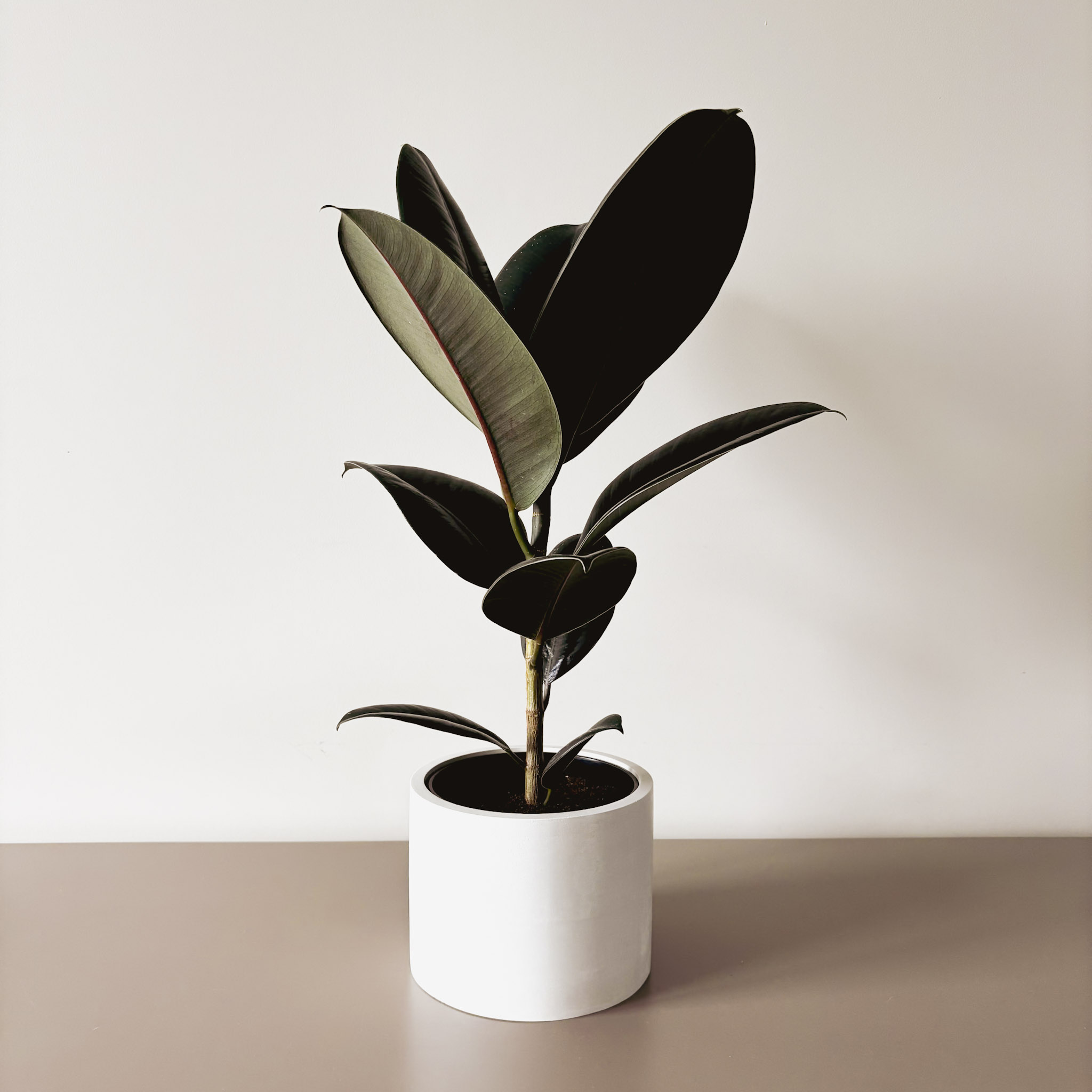 Фикус Эластика Абиджан