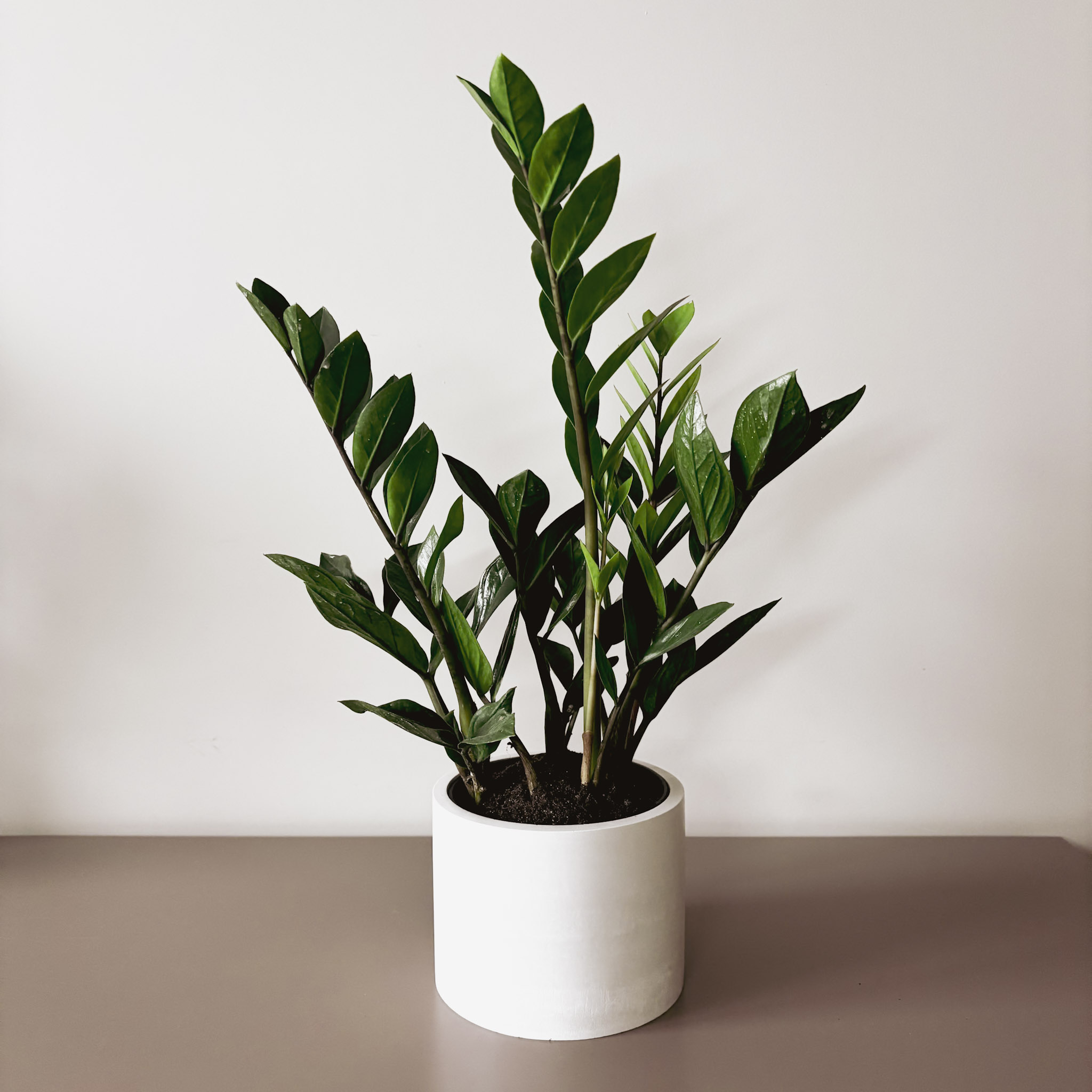 Растение в дизайнерском кашпо