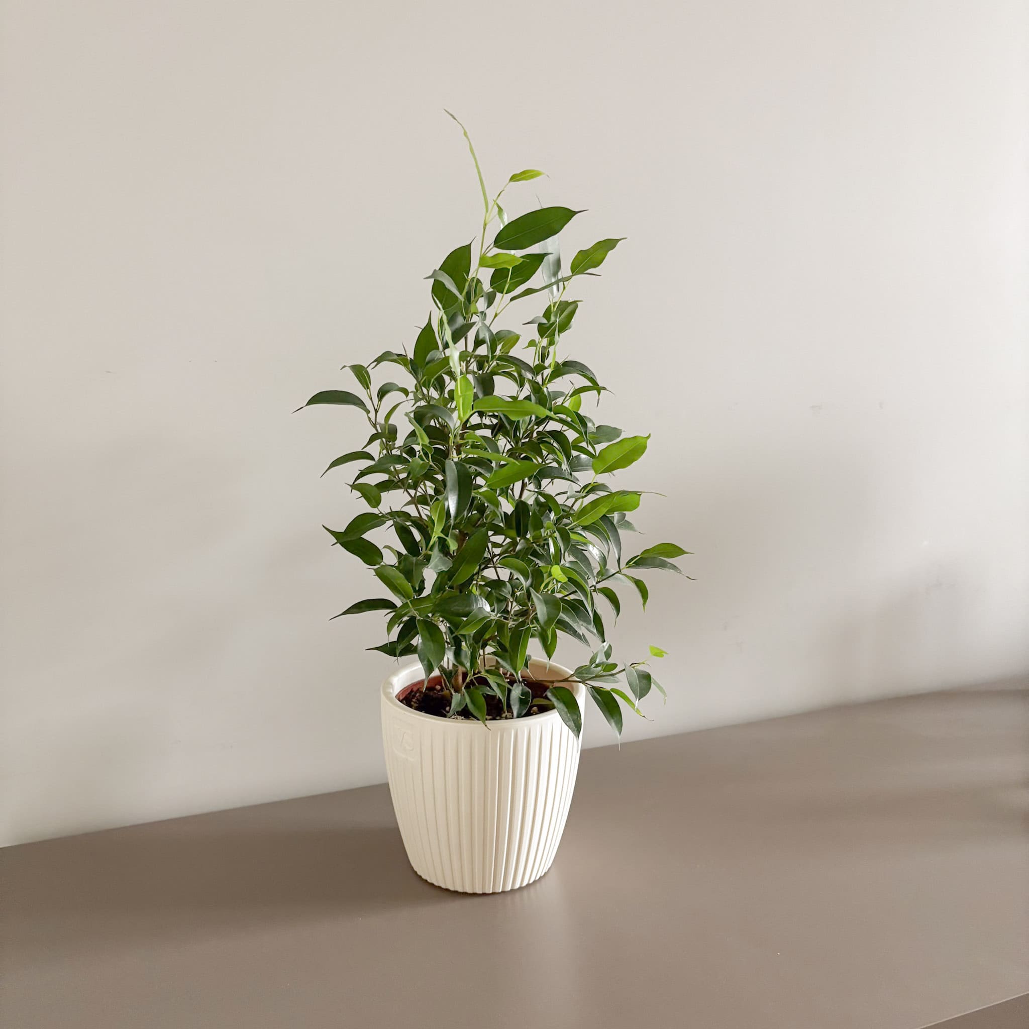 Фикус Бенджамина