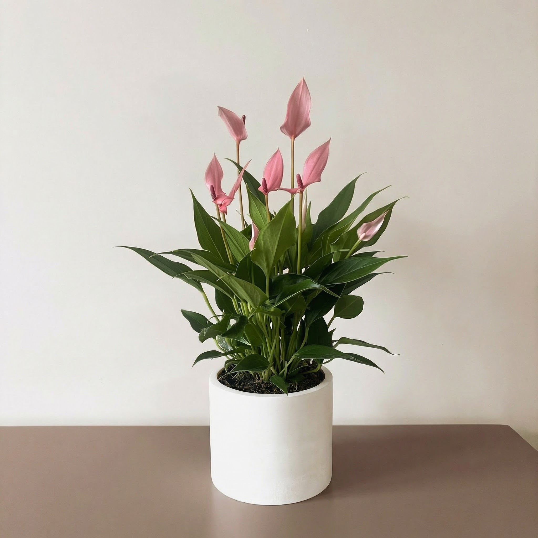 Антуриум Лили