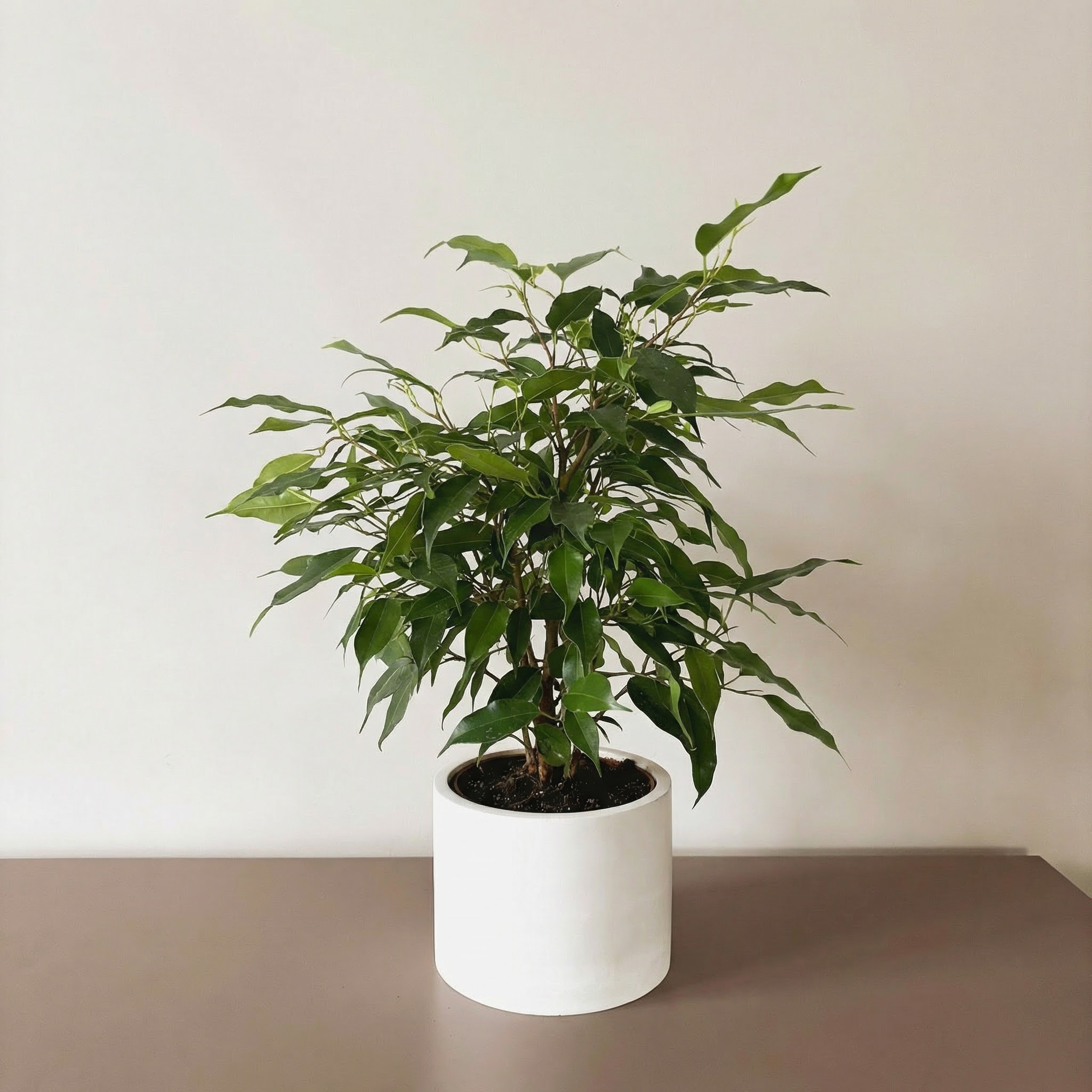 Фикус Бенджамина