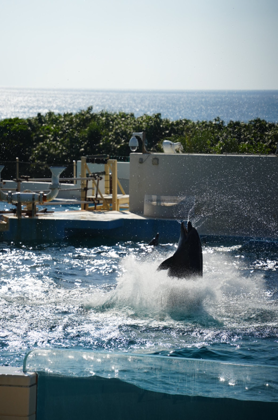 沖繩海豚