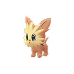 lillipup