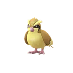 pidgey