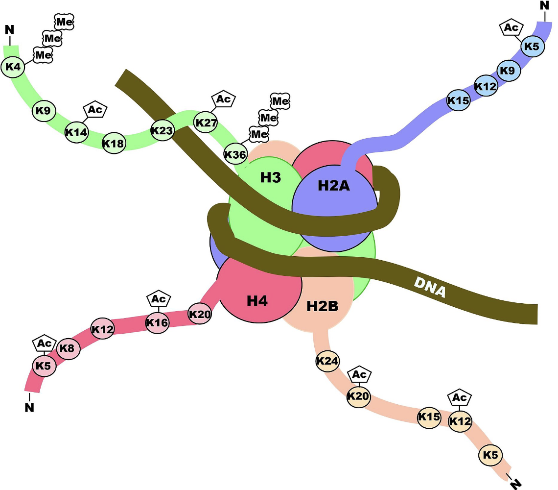 Epigenetic Regulation of Gene Expression and Directional Inheritance