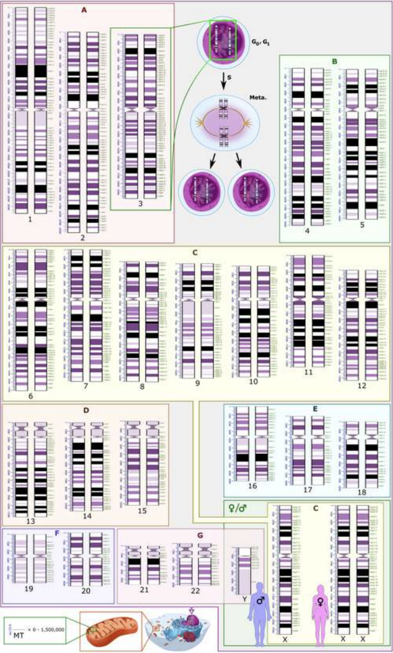 Human Karyotype with Bands and Sub-Bands: Biological Inspiration for nKaryotyping