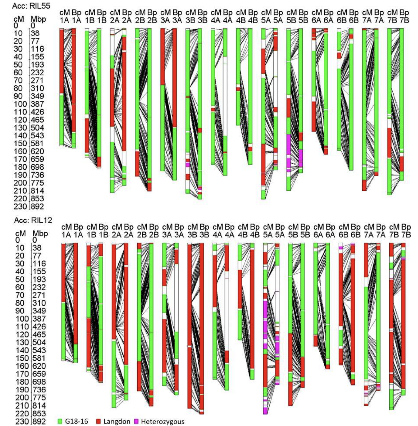 Graphical Genotyping Visualization of Recombinant Inbred Lines (RIL55 and RIL12)