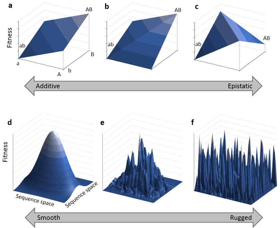 Genetic Epistasis and Neural Cultural Conflict Loss (nCCL)