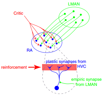 Synaptic Plasticity and Neural Epistemic Plasticity (nEPI)