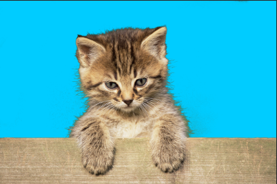 image-20210806233821384