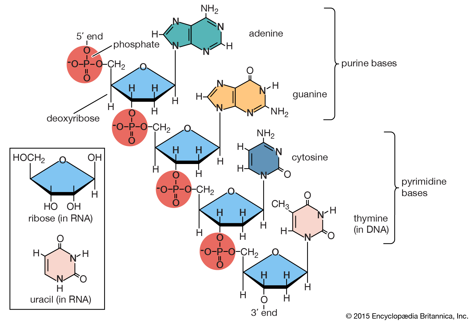DNA1.jpg