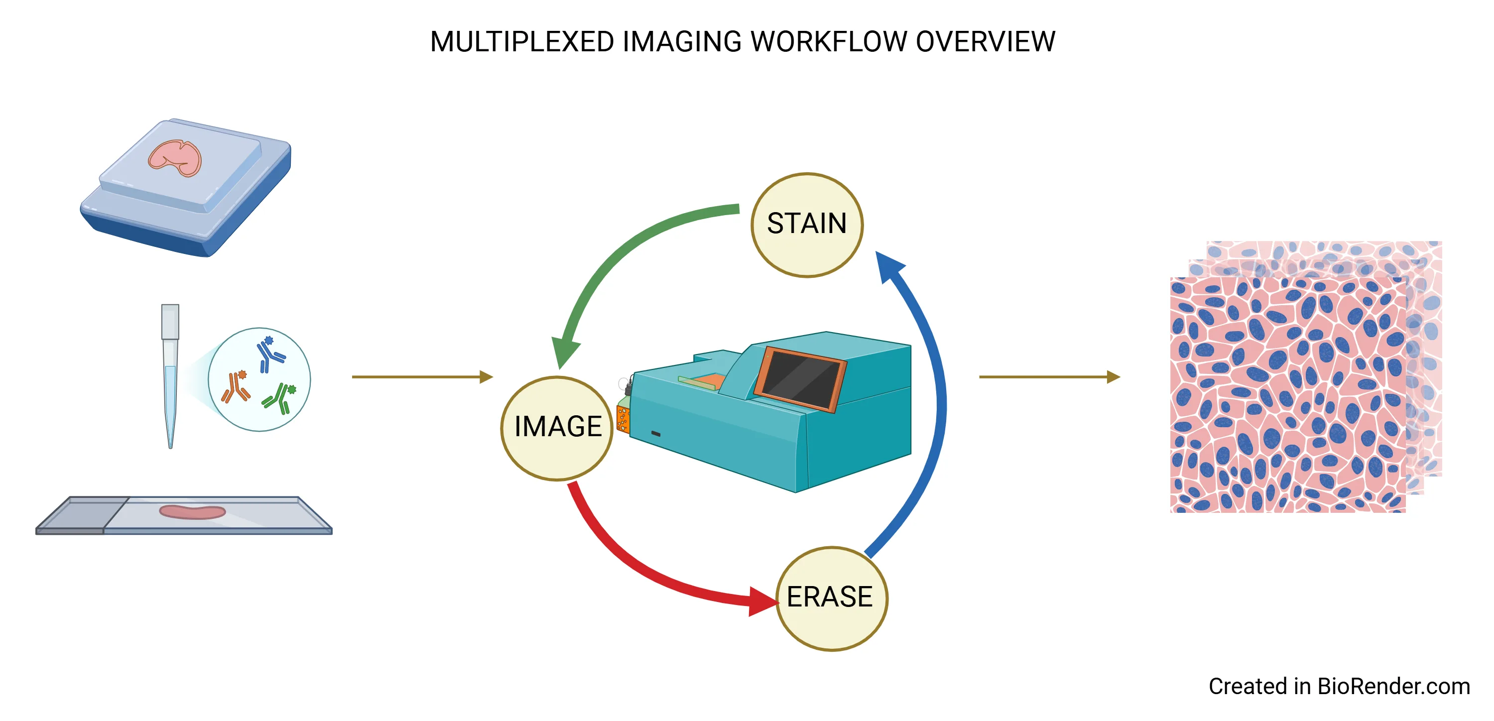 MACSima workflow picture