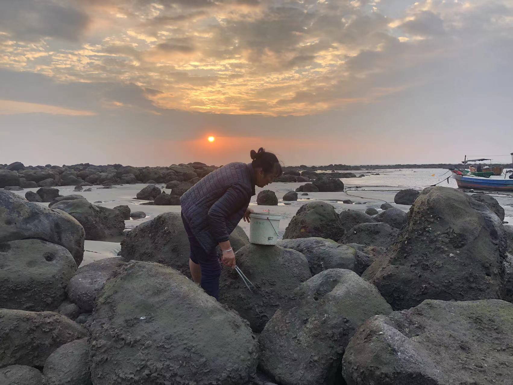 在礁石中寻找螺的梁奶奶