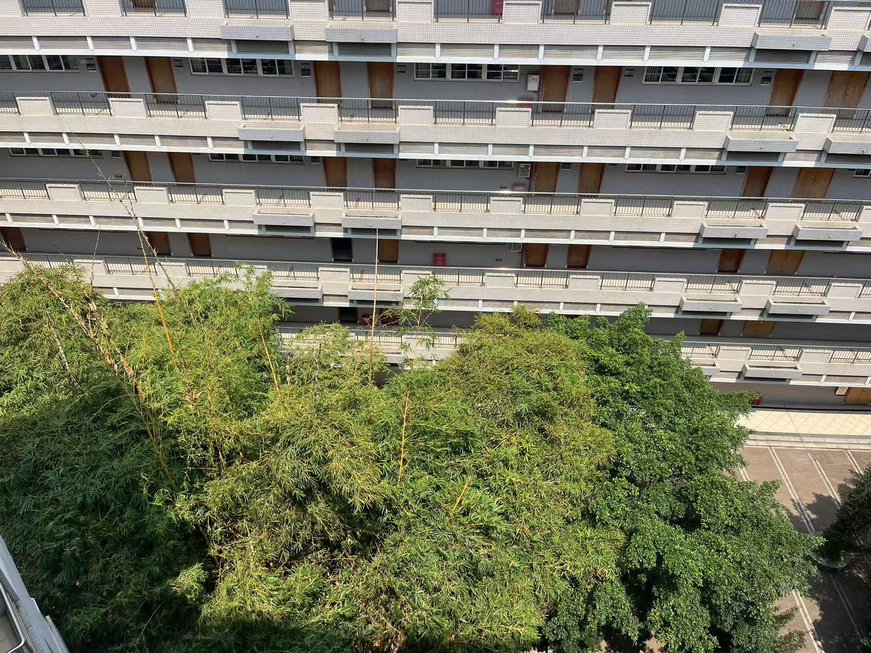 今天走出自习室时,降温后的风吹过楼下的绿叶,拂动的绿色让我喜欢这一刻