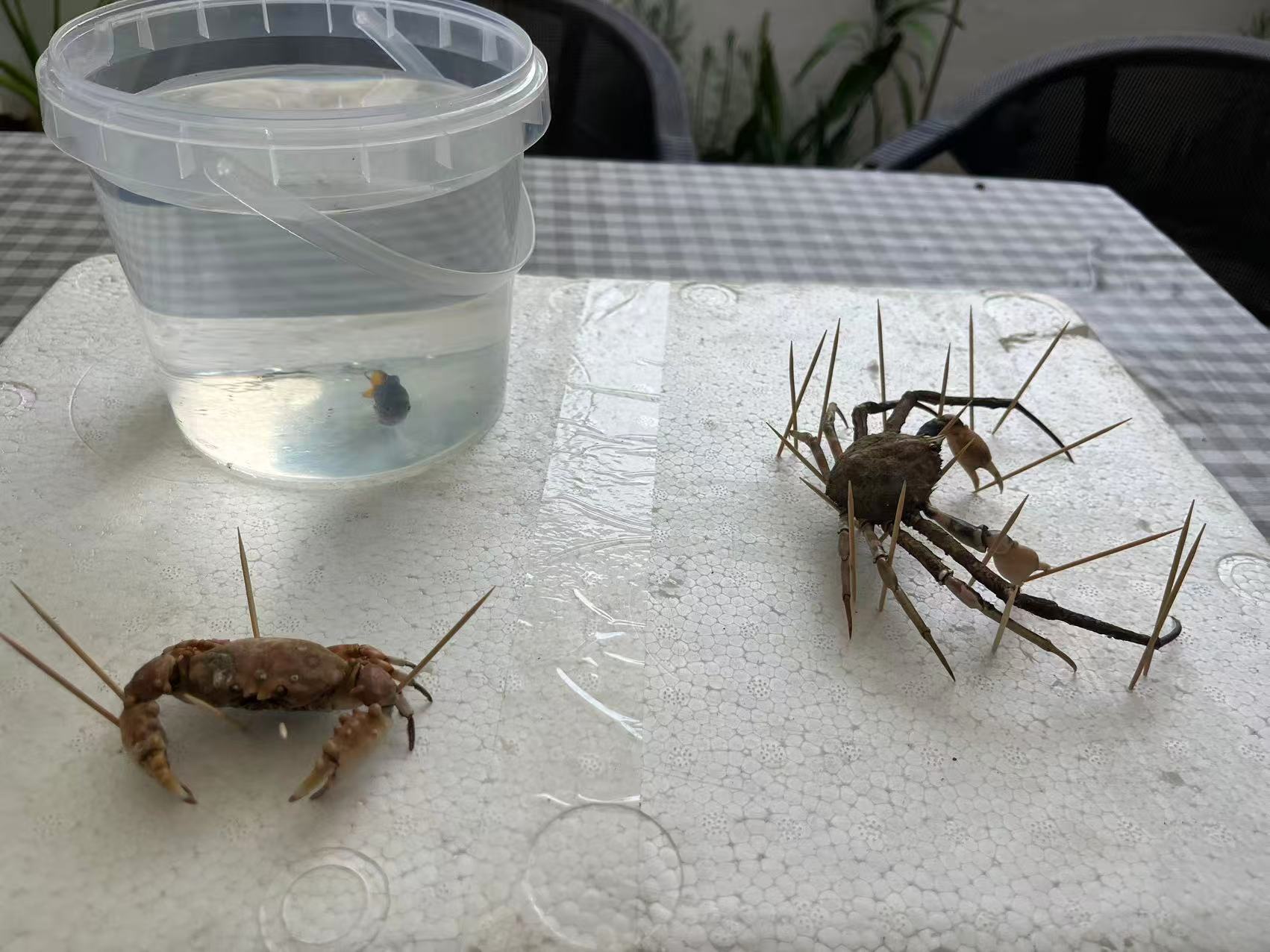 鲑鱼完成的标本