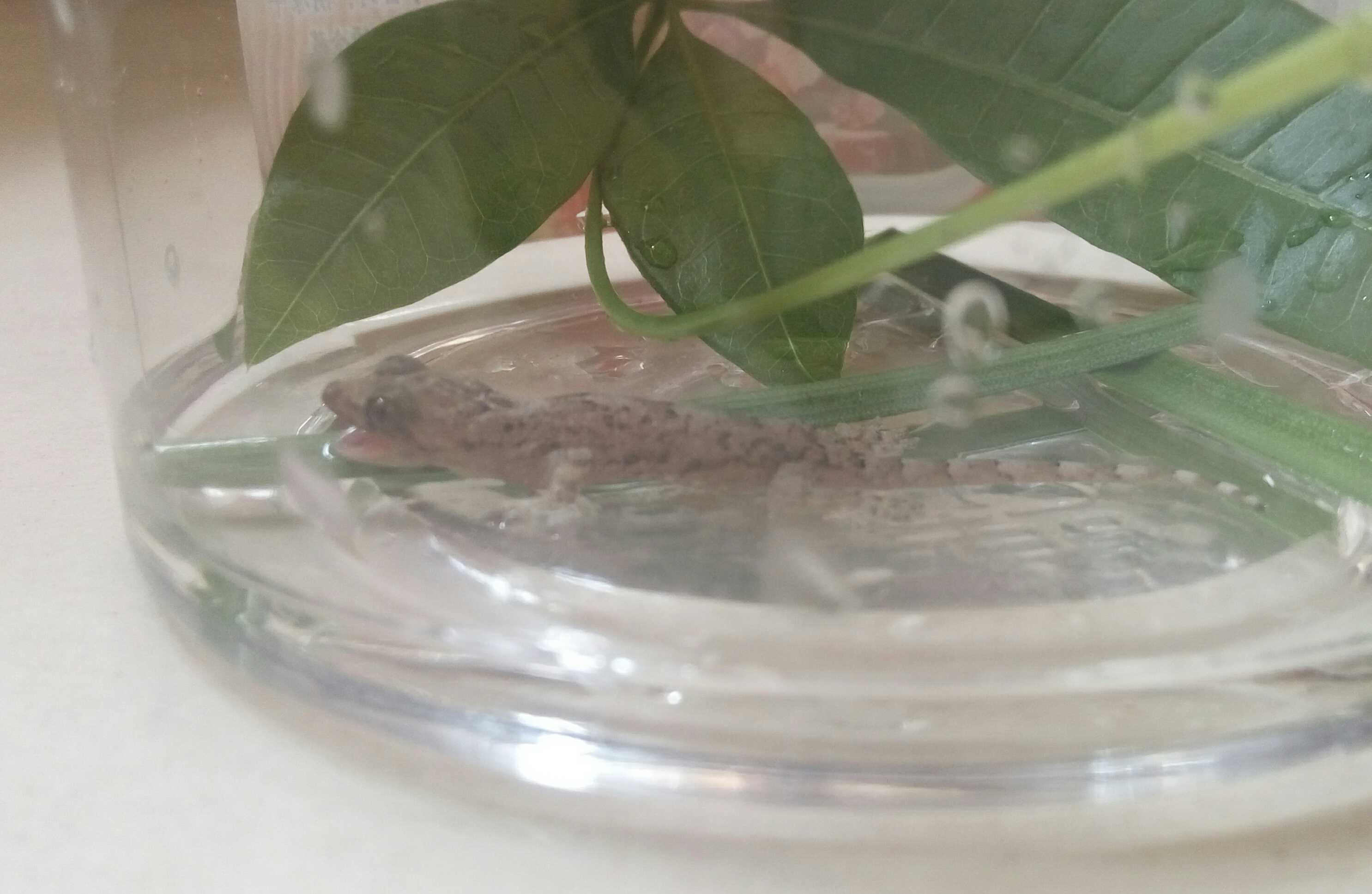 a-little-gecko-come-suddenly-title.jpg