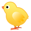 :baby_chick: