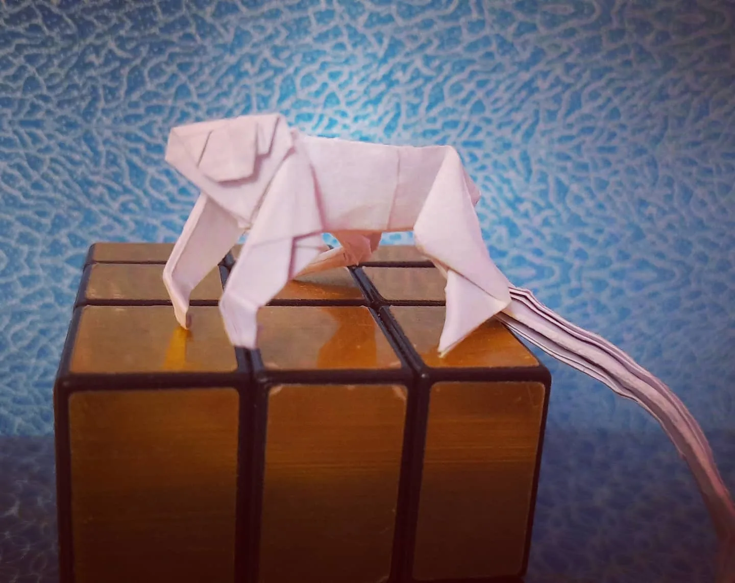 golden_tamarin_pic_3