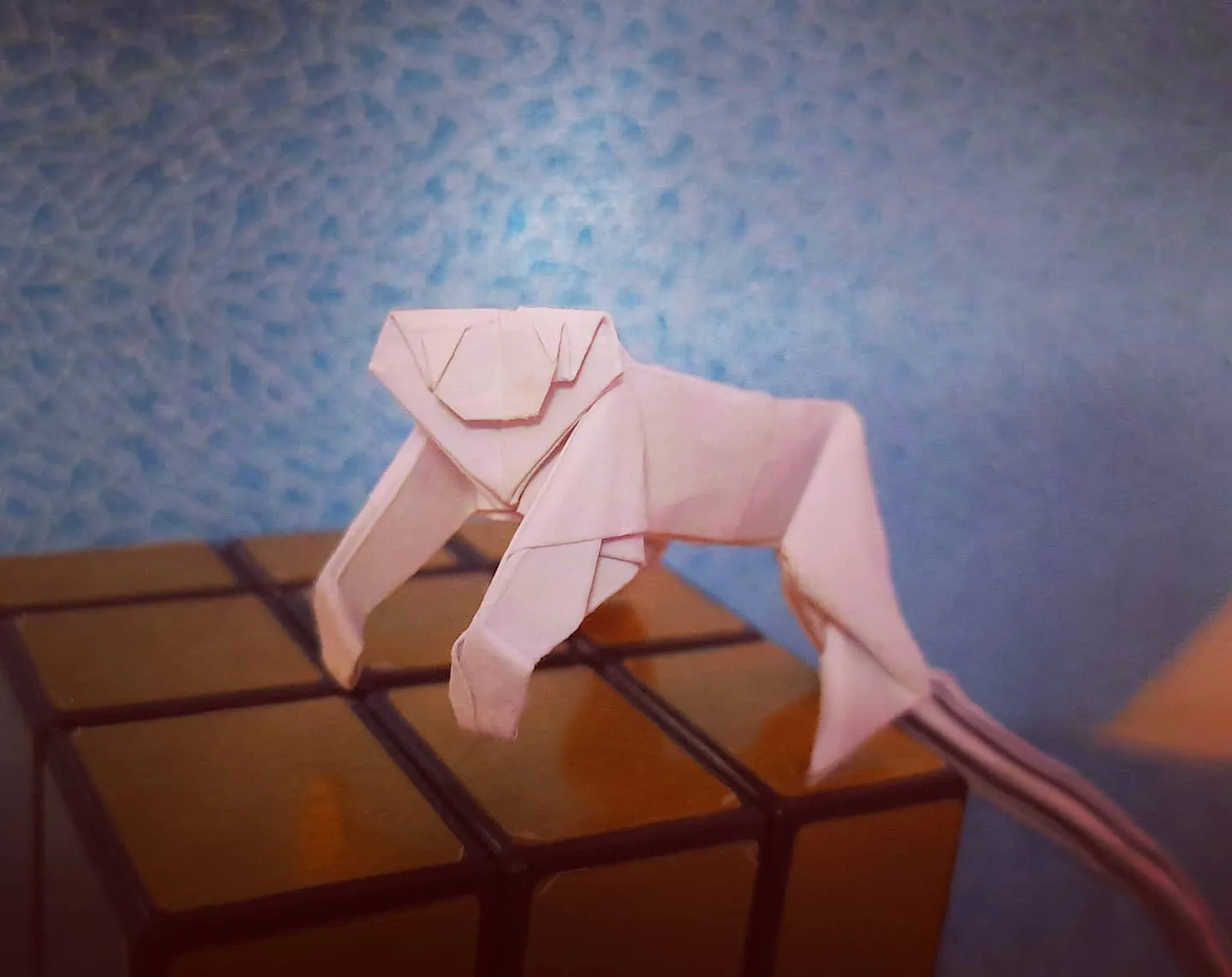 golden_tamarin_pic_4