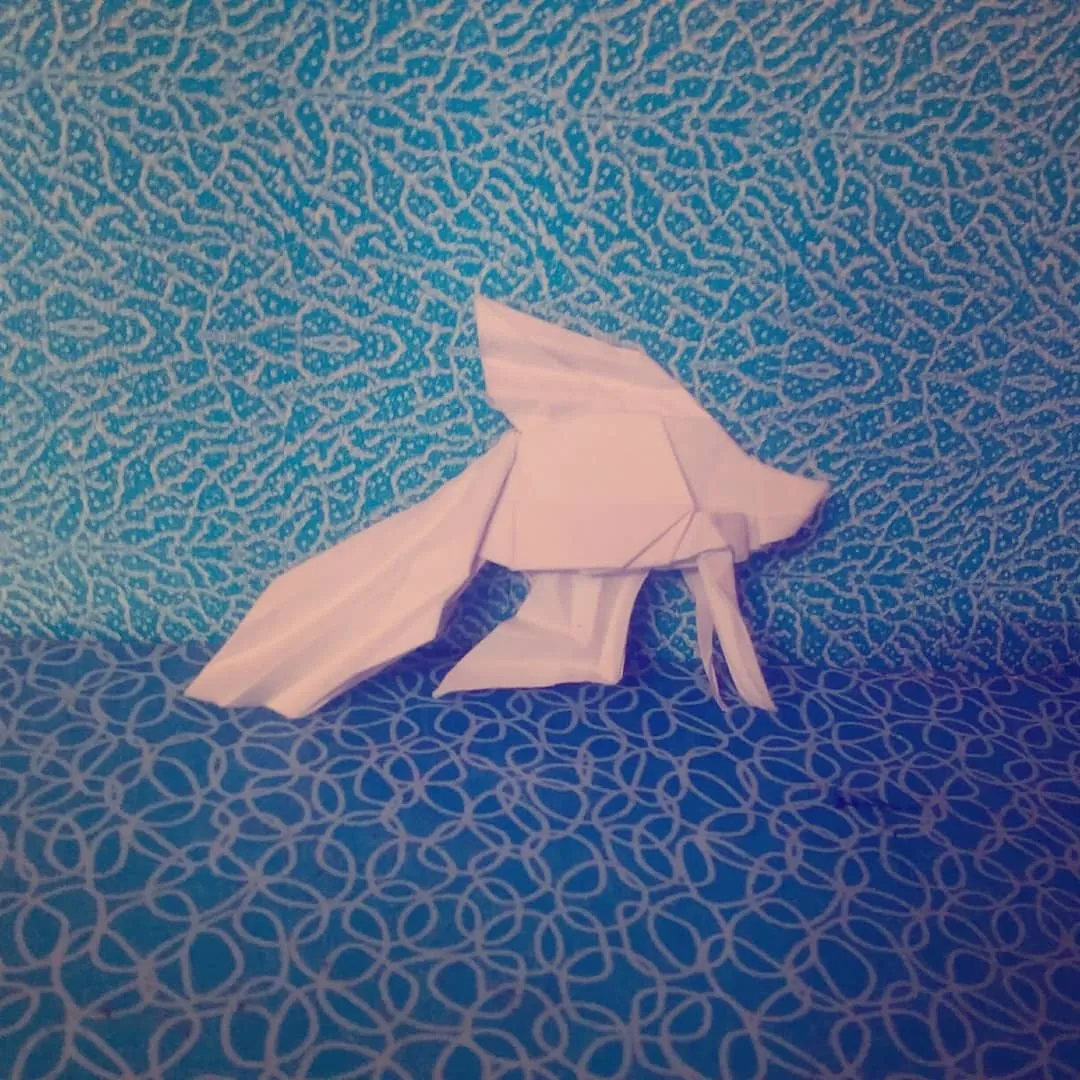 siamese_fighting_fish_pic_2