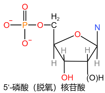 5‘-磷酸（脱氧）核苷酸