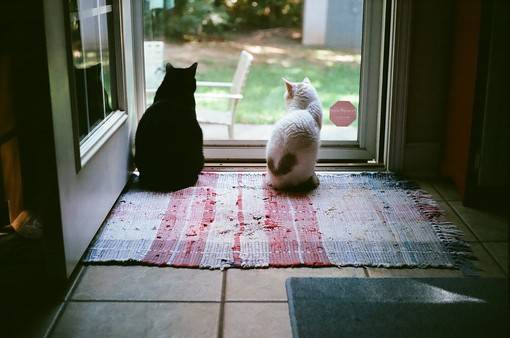 恬静的慢生活情调的治愈系小清新美图