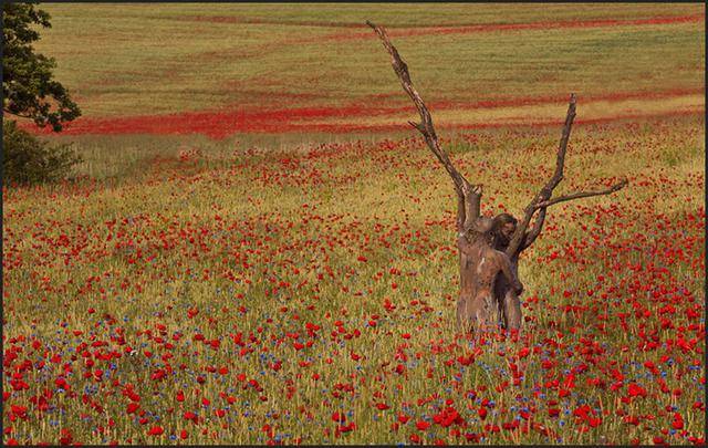 隐藏的彩绘少女：令人震惊的伪装人体艺术[24P]