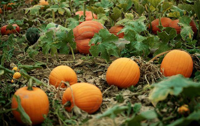 隐藏的彩绘少女：令人震惊的伪装人体艺术[24P]