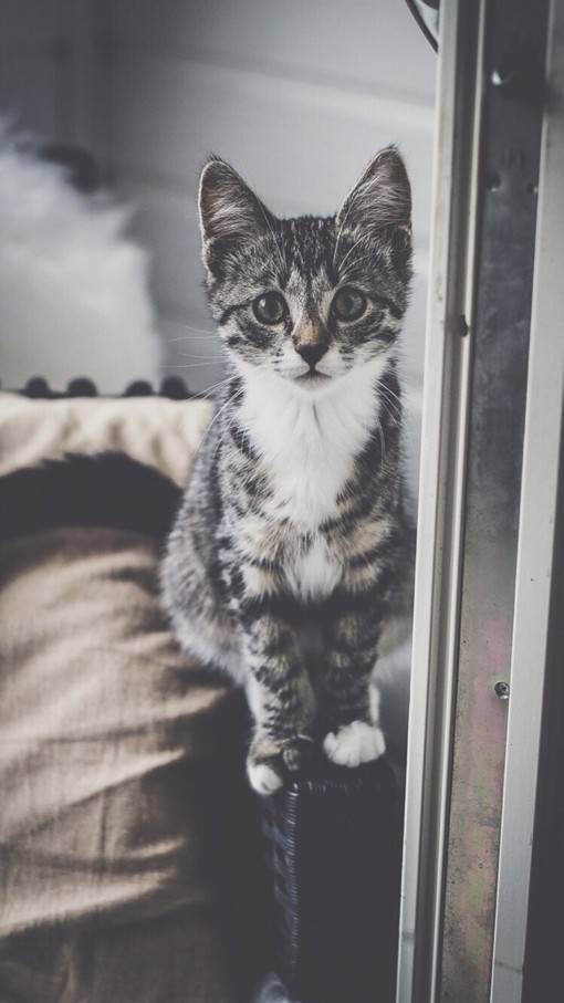 唯美高清的萌系猫咪动物图片