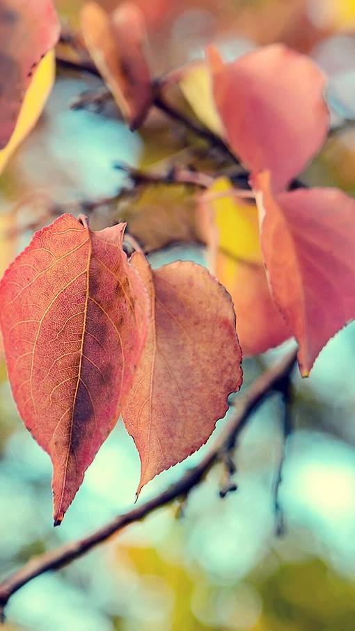 唯美视觉感的花花草草小清新竖图