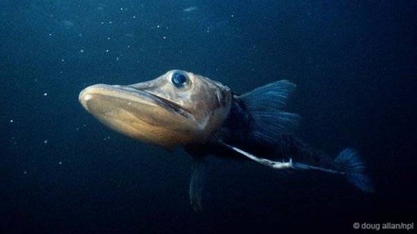 世界十大透明生物