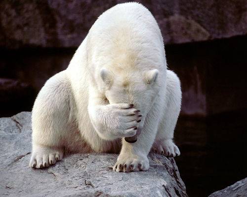 动物界十大谣传趣闻