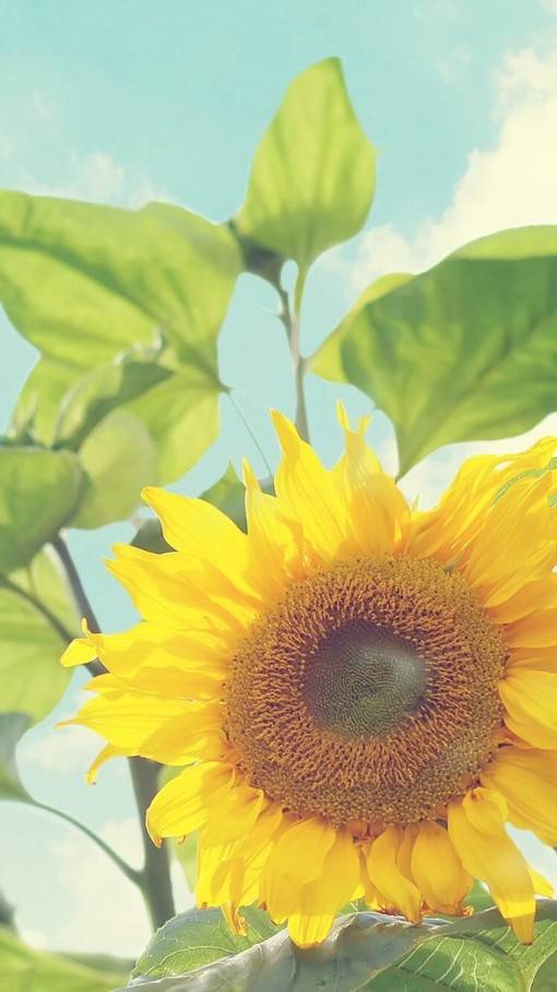 唯美视觉感的花花草草小清新竖图