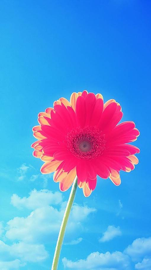 唯美视觉感的花花草草小清新竖图